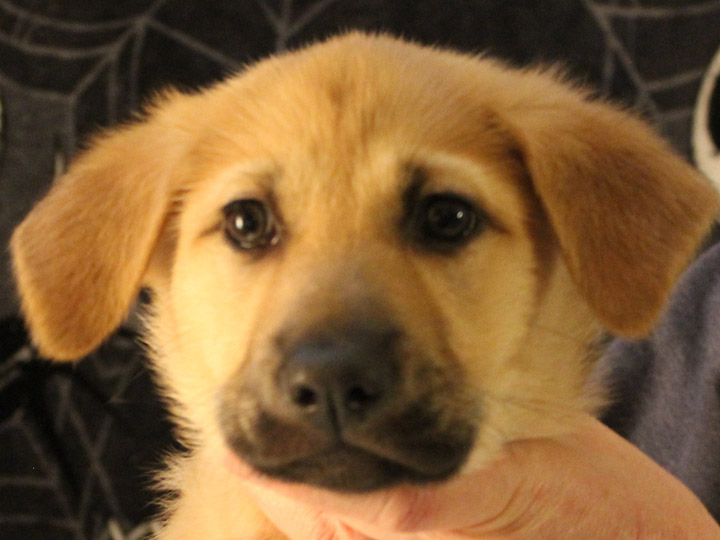 chinook puppy